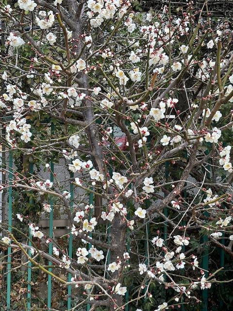 ２月園長だより