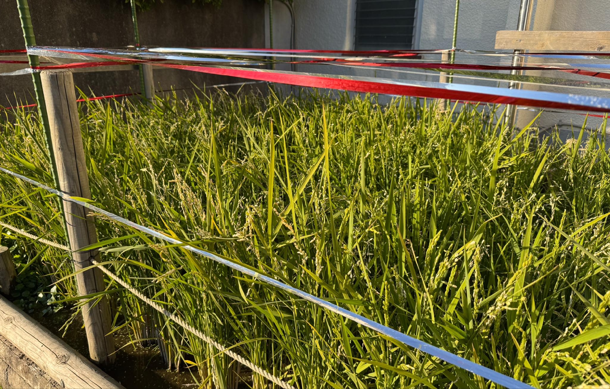 11月の園だより